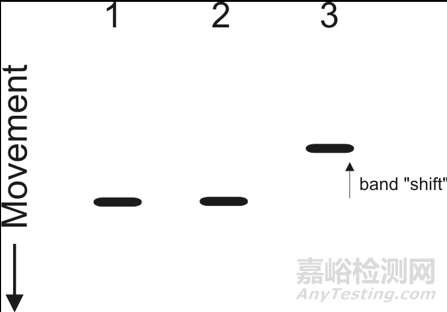 凝膠遷移實(shí)驗(yàn)(EMSA)要點(diǎn)剖析